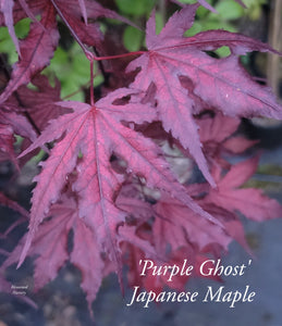 Acer Palmatum 'Purple Ghost'  Japanese Maples