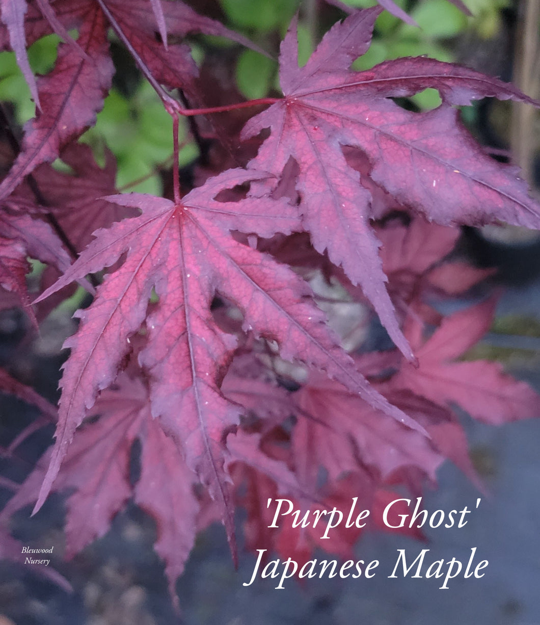 Acer Palmatum 'Purple Ghost'  Japanese Maples
