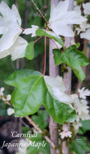 Acer campestre 'Carnival' Japanese Maples