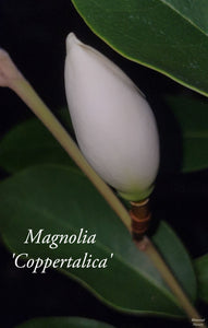 Magnolia 'Coppertallica