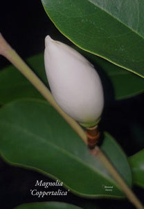 Magnolia 'Coppertallica