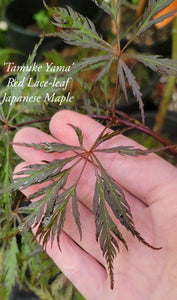 Acer Palmatum ‘Tamuke Yama’ Red Japanese Maple