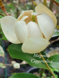 Magnolia 'Coppertallica