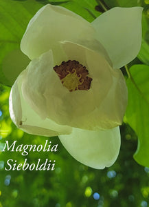 Magnolia Sieboldii 'Colossus'