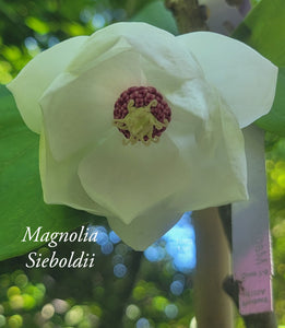 Magnolia Sieboldii 'Colossus'
