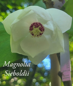 Magnolia Sieboldii 'Colossus'