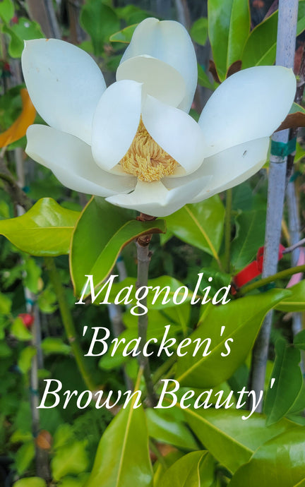 Magnolia 'Bracken's Brown Beauty'