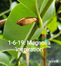 Magnolia 'Inspiration' Evergreen Magnolias