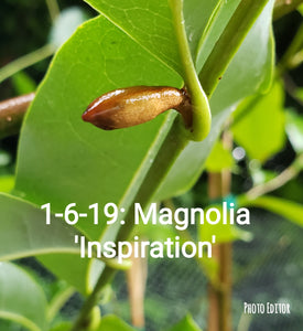 Magnolia 'Inspiration' Evergreen Magnolias