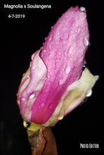 Magnolia x soulangiana