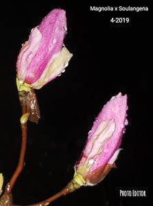 Magnolia x soulangiana