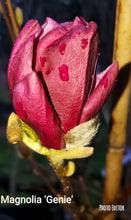 Magnolia 'Genie' print