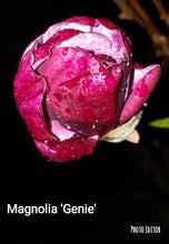 Magnolia 'Genie' print