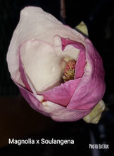 Magnolia x soulangiana