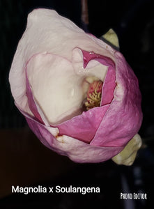 Magnolia x soulangiana