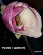 Magnolia x soulangiana