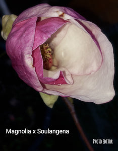 Magnolia x soulangiana