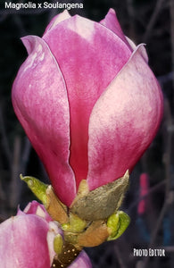 Magnolia x soulangiana