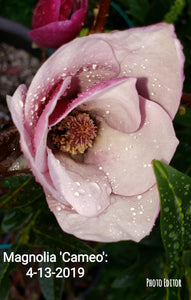 Magnolia 'Cameo'