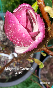 Magnolia 'Cameo'