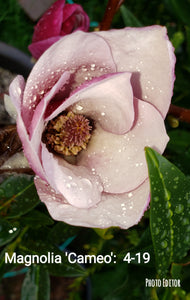 Magnolia 'Cameo'