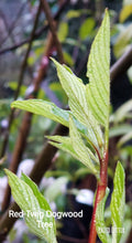 Red-osier (Cornus sericea)-Red twig Dogwood
