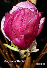 Magnolia 'Genie'