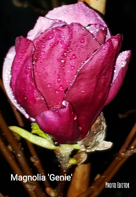 Magnolia 'Genie' print
