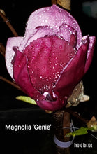 Magnolia 'Genie'