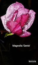 Magnolia 'Genie' print