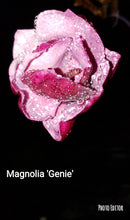 Magnolia 'Genie'