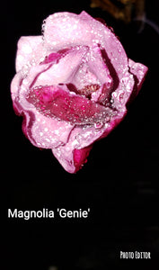 Magnolia 'Genie'