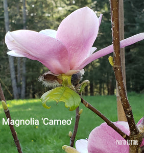 Magnolia 'Cameo'