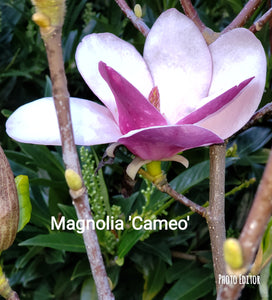 Magnolia 'Cameo'
