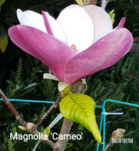 Magnolia 'Cameo'