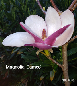 Magnolia 'Cameo'