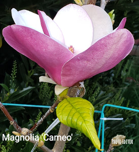 Magnolia 'Cameo'
