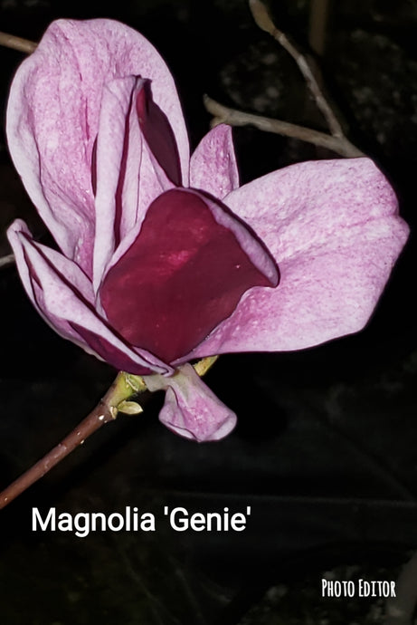 Magnolia 'Genie'