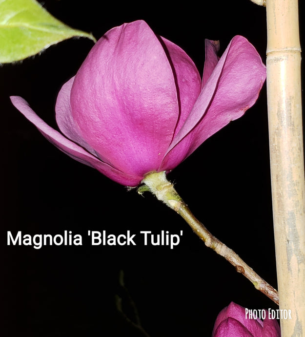 Magnolia 'Black Tulip'
