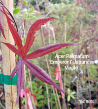 Acer Palmatum 'Emperor I' Japanese Maples
