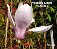 Magnolia 'Simple Pleasures'