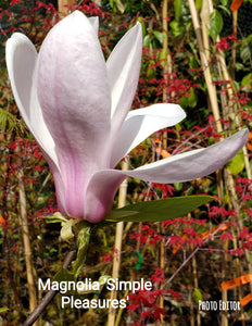 Magnolia 'Simple Pleasures'