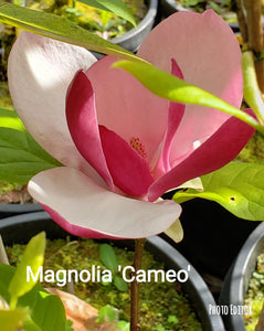 Magnolia 'Cameo'