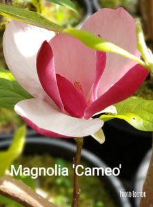 Magnolia 'Cameo'