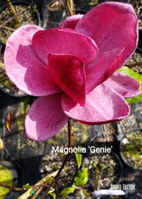 Magnolia 'Genie'