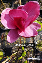 Magnolia 'Genie'