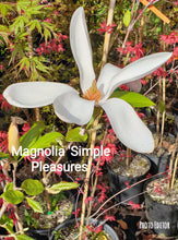 Magnolia 'Simple Pleasures'