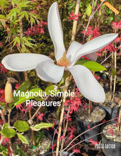 Magnolia 'Simple Pleasures'