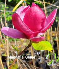 Magnolia 'Genie'