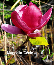 Magnolia 'Genie'